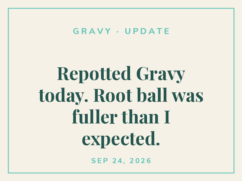 Repotted Gravy today. Root ball was fuller than I expected.