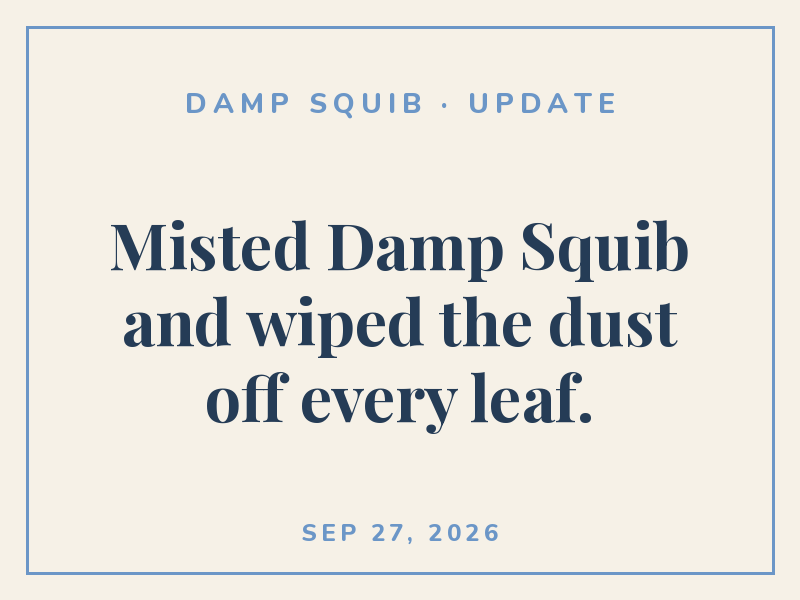 Misted Damp Squib and wiped the dust off every leaf.