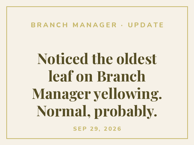 Noticed the oldest leaf on Branch Manager yellowing. Normal, probably.