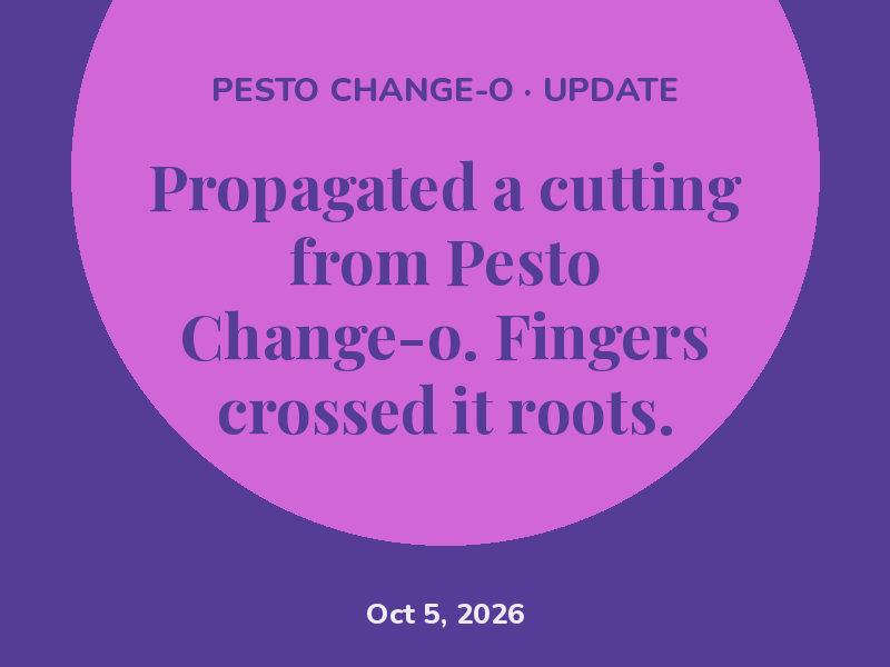 Propagated a cutting from Pesto Change-o. Fingers crossed it roots.