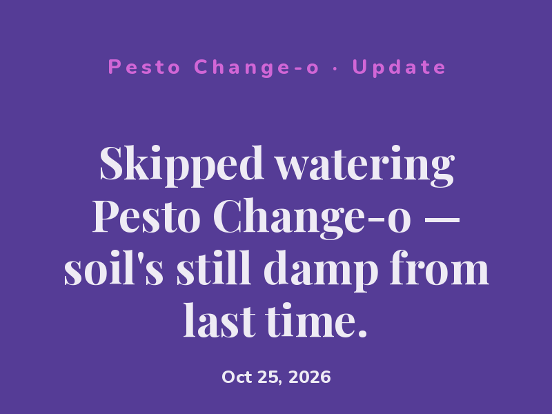 Skipped watering Pesto Change-o — soil's still damp from last time.