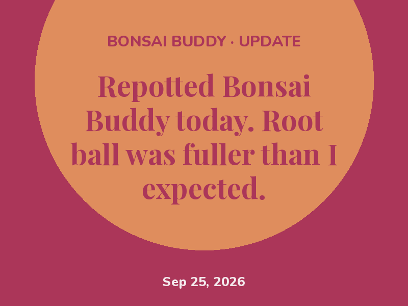 Watered Bonsai Buddy this morning and checked the drainage.