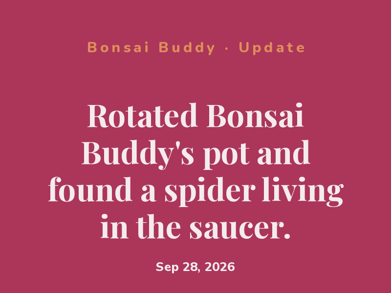 Moved Bonsai Buddy closer to the window — fingers crossed.
