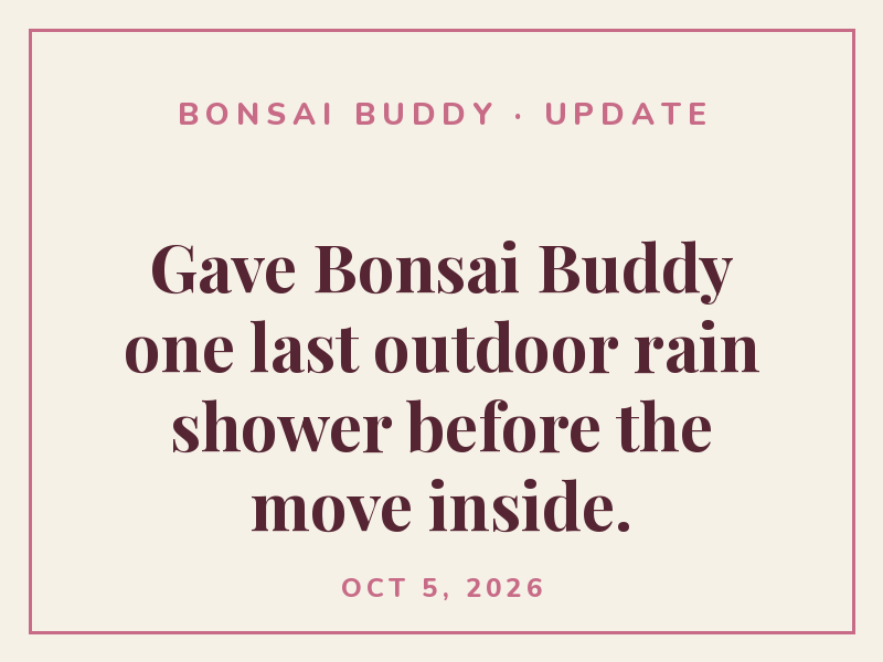 Gave Bonsai Buddy one last outdoor rain shower before the move inside.