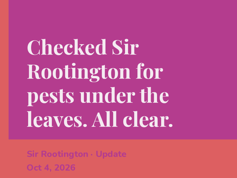 Dusted Sir Rootington's leaves and the whole corner looks brighter.
