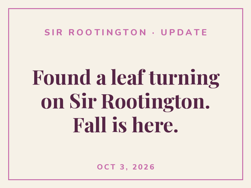 Found a leaf turning on Sir Rootington. Fall is here.