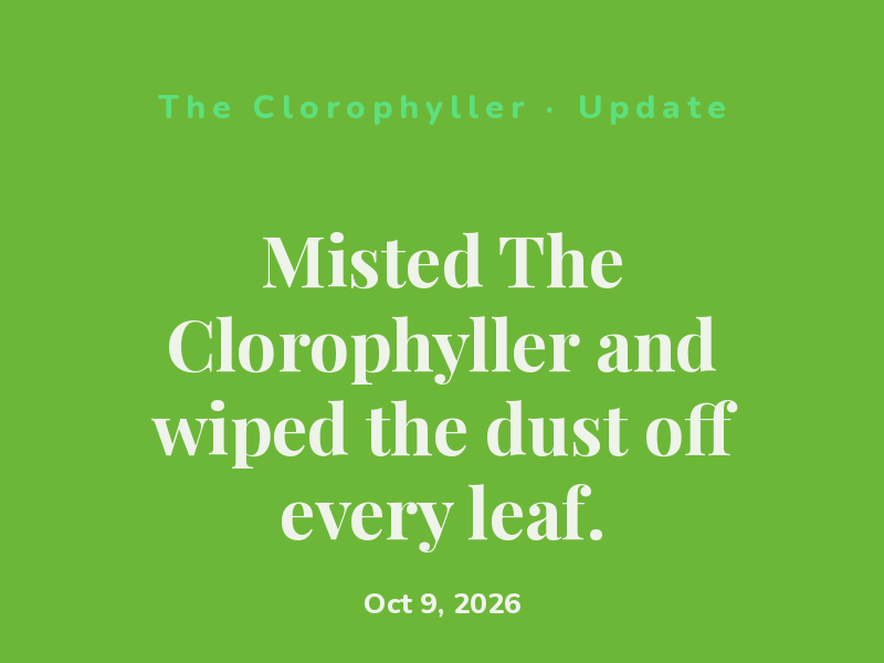 Misted The Clorophyller and wiped the dust off every leaf.