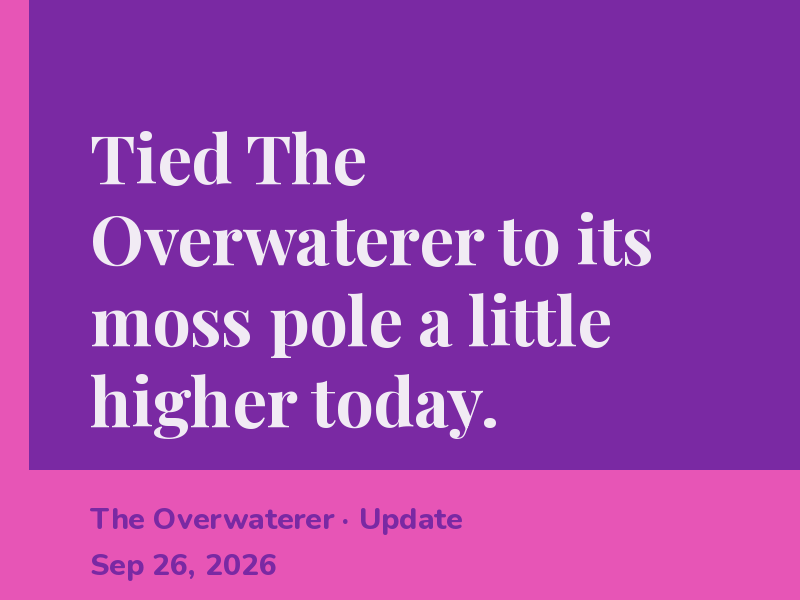 Tied The Overwaterer to its moss pole a little higher today.