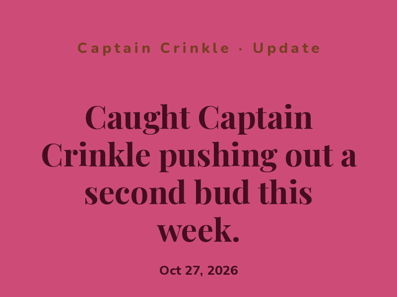 Caught Captain Crinkle pushing out a second bud this week.