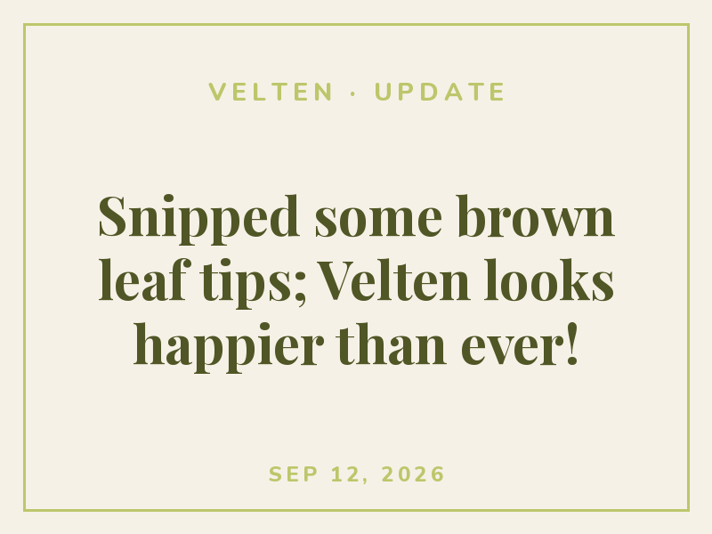 Snipped some brown leaf tips; Velten looks happier than ever!